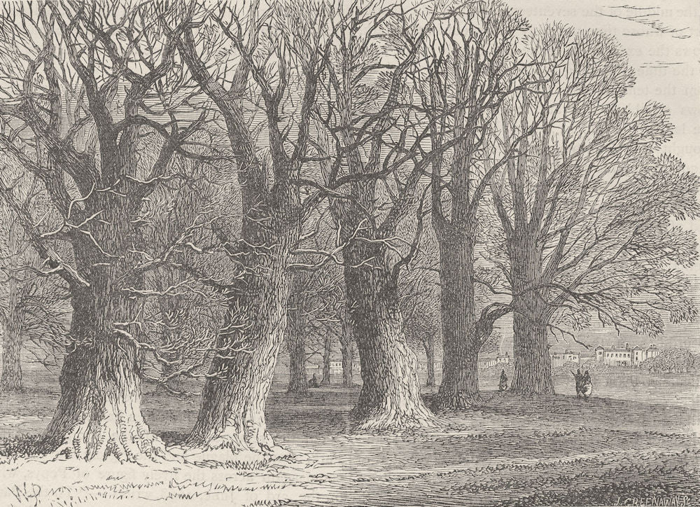 HYDE PARK. Group of old trees in Hyde Park. London c1880 antique print